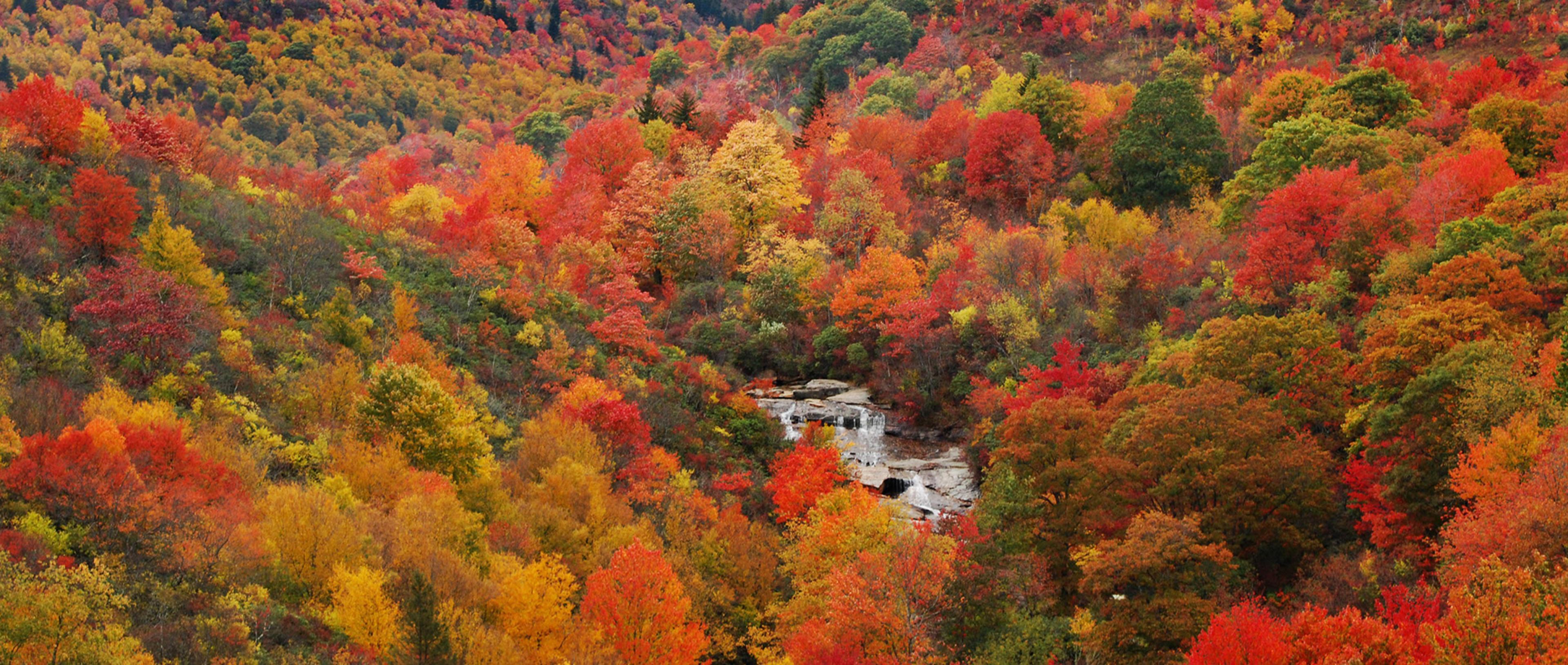 A creek cascades over rocks amid a sea of trees with fall's oranges and reds in Asheville