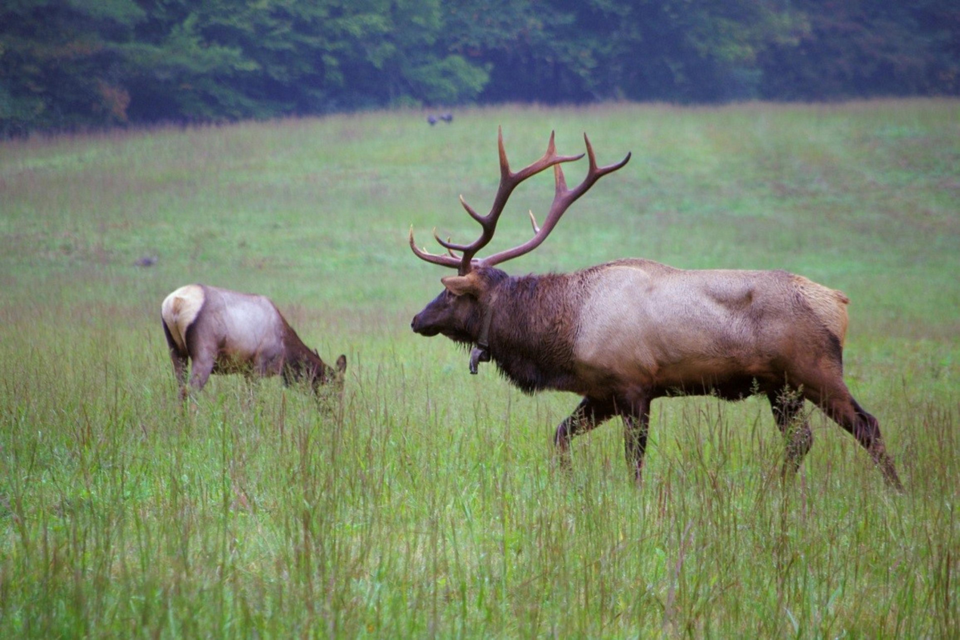 Two elk graze in a field in Asheville