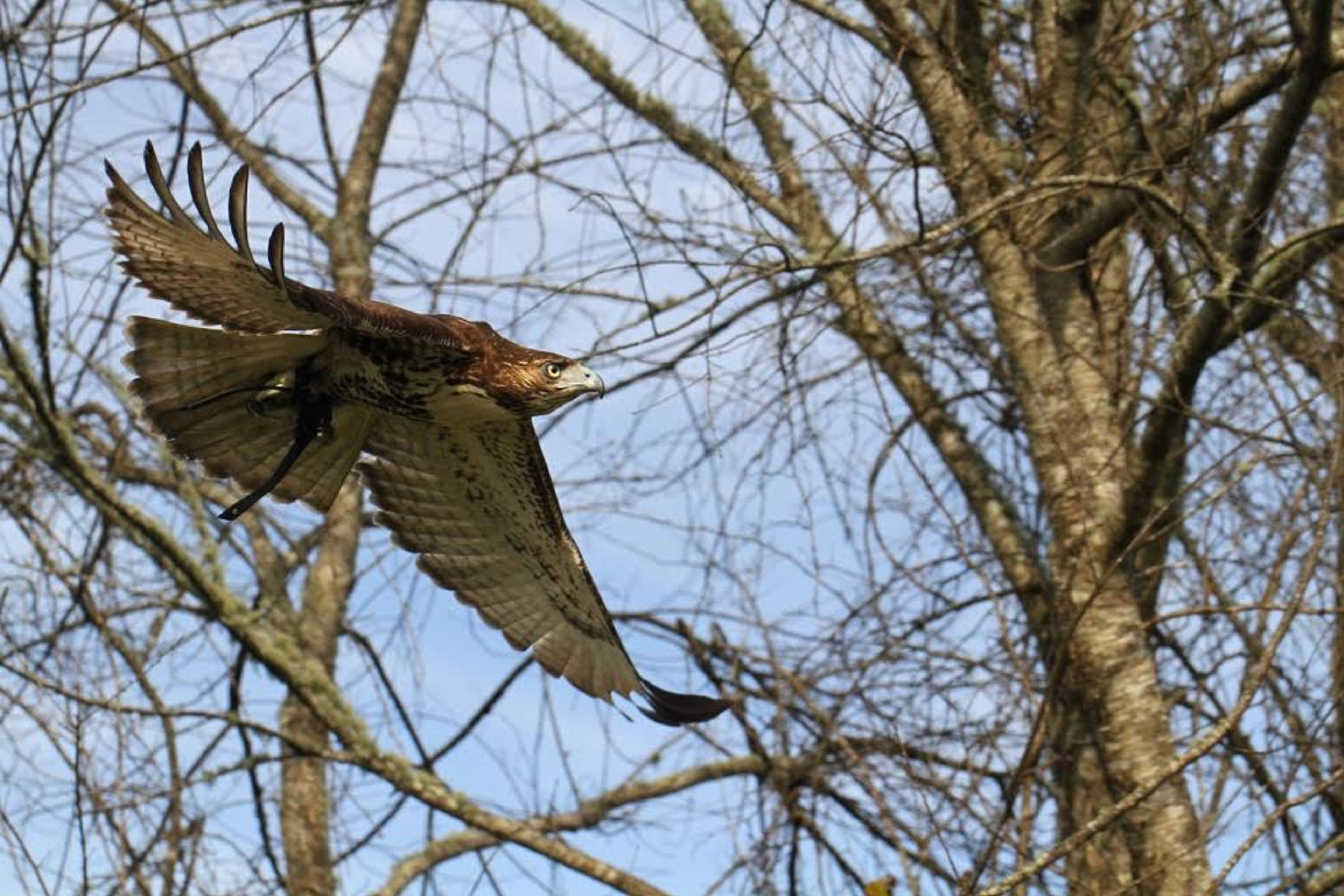 A hawk in flight in Asheville