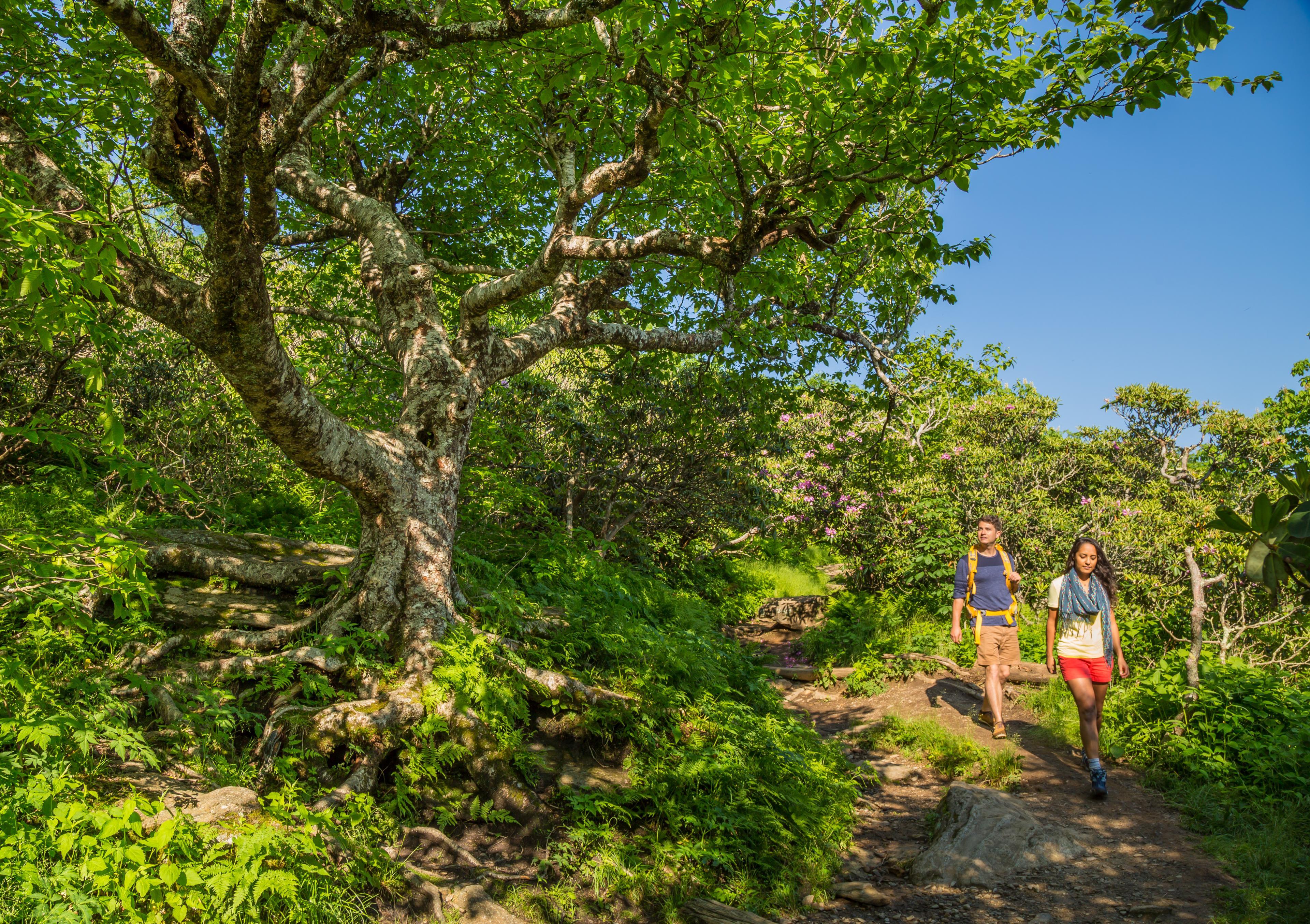 Two people hike on a trail through Craggy Gardens in Asheville