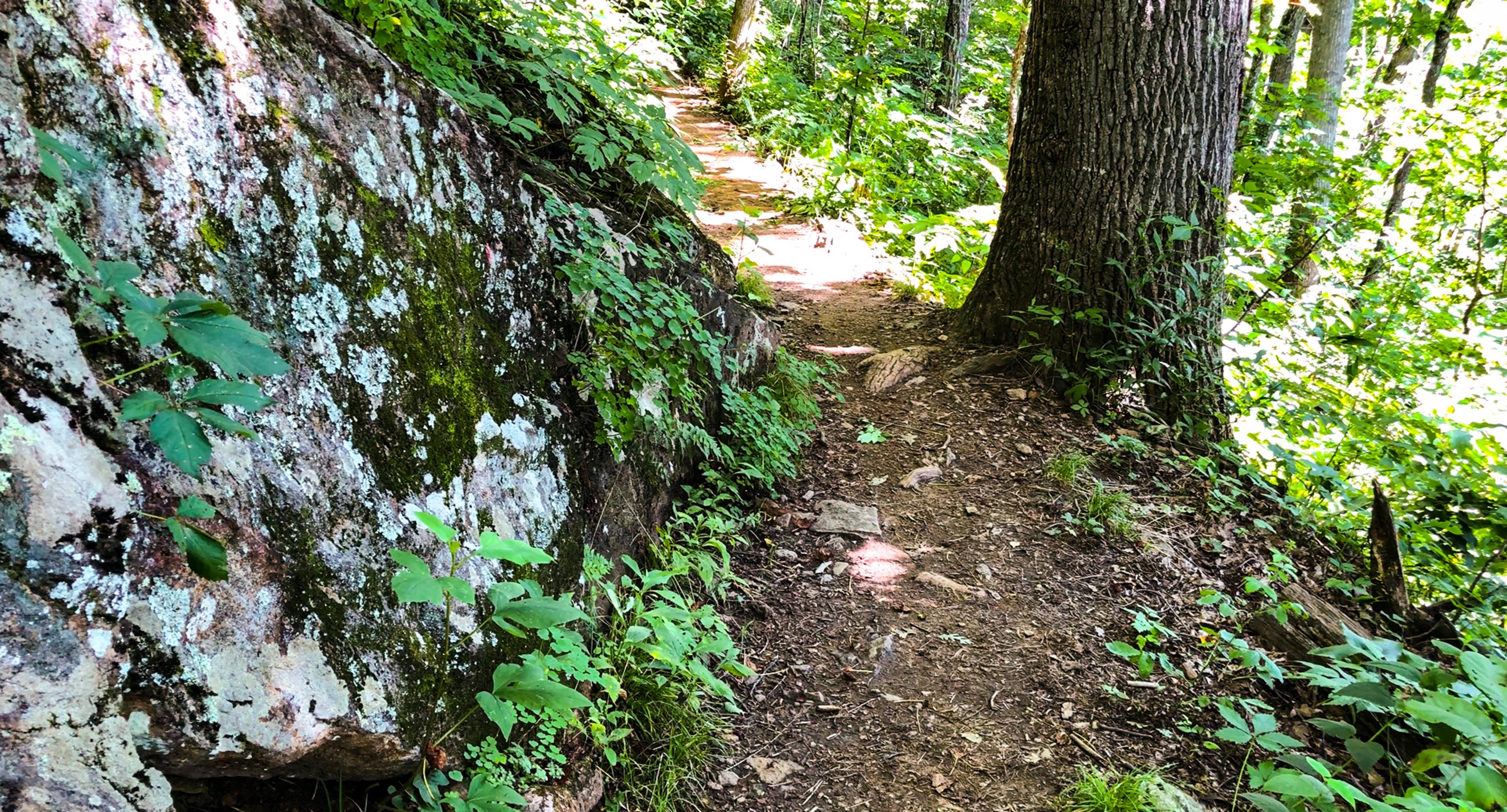 A shaded patch of the Mountains to Sea Trail in Asheville