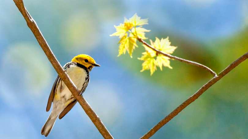 Native bird species in Asheville NC