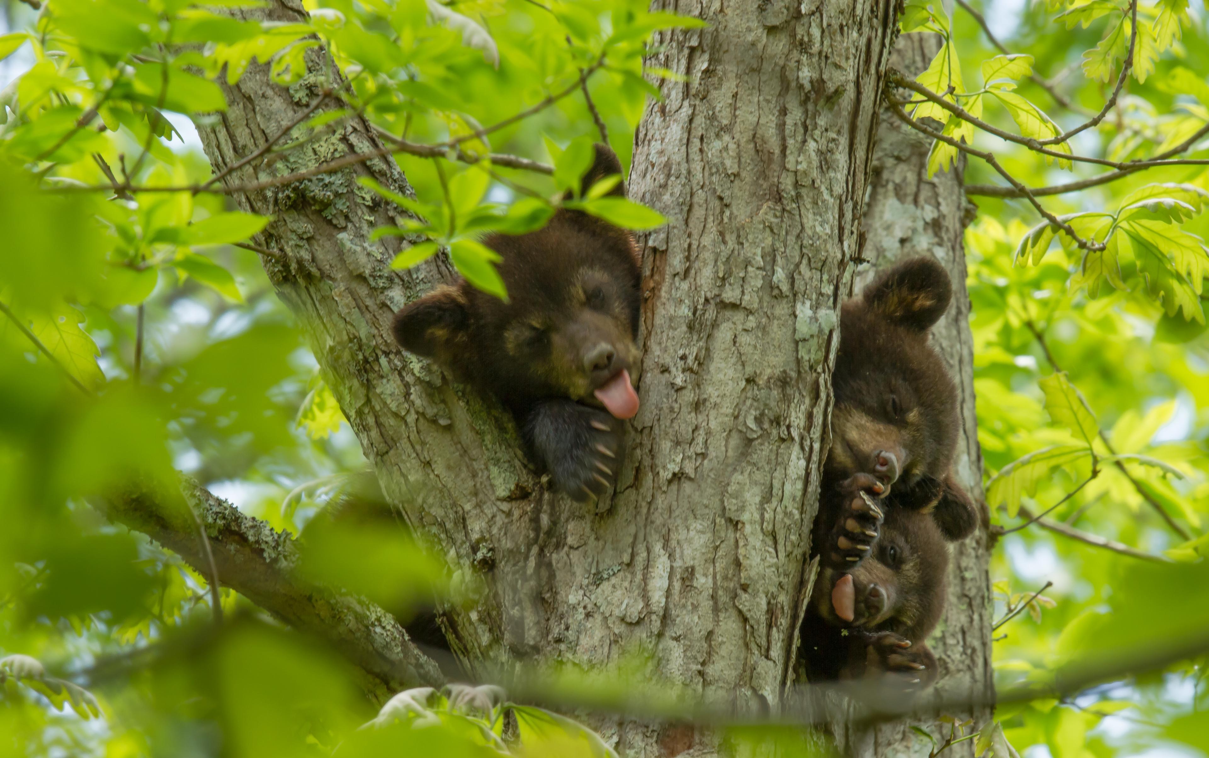 The Bear Necessities Asheville NC