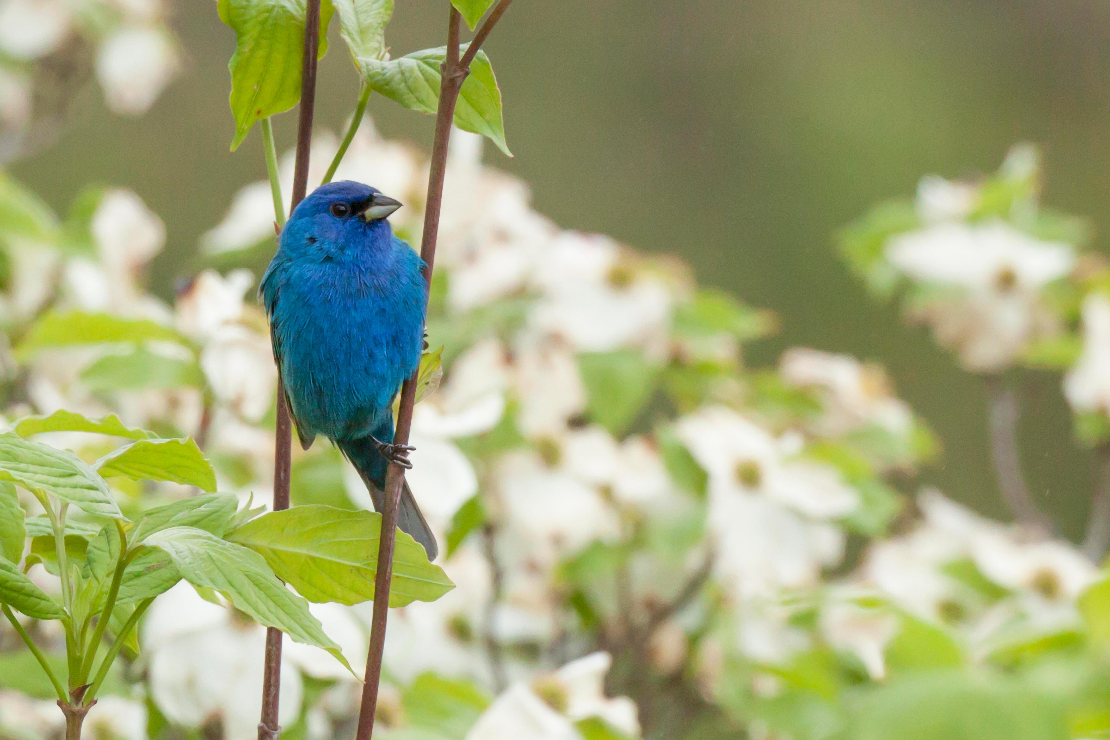 a blue bird sits on a branch in a tree in Asheville