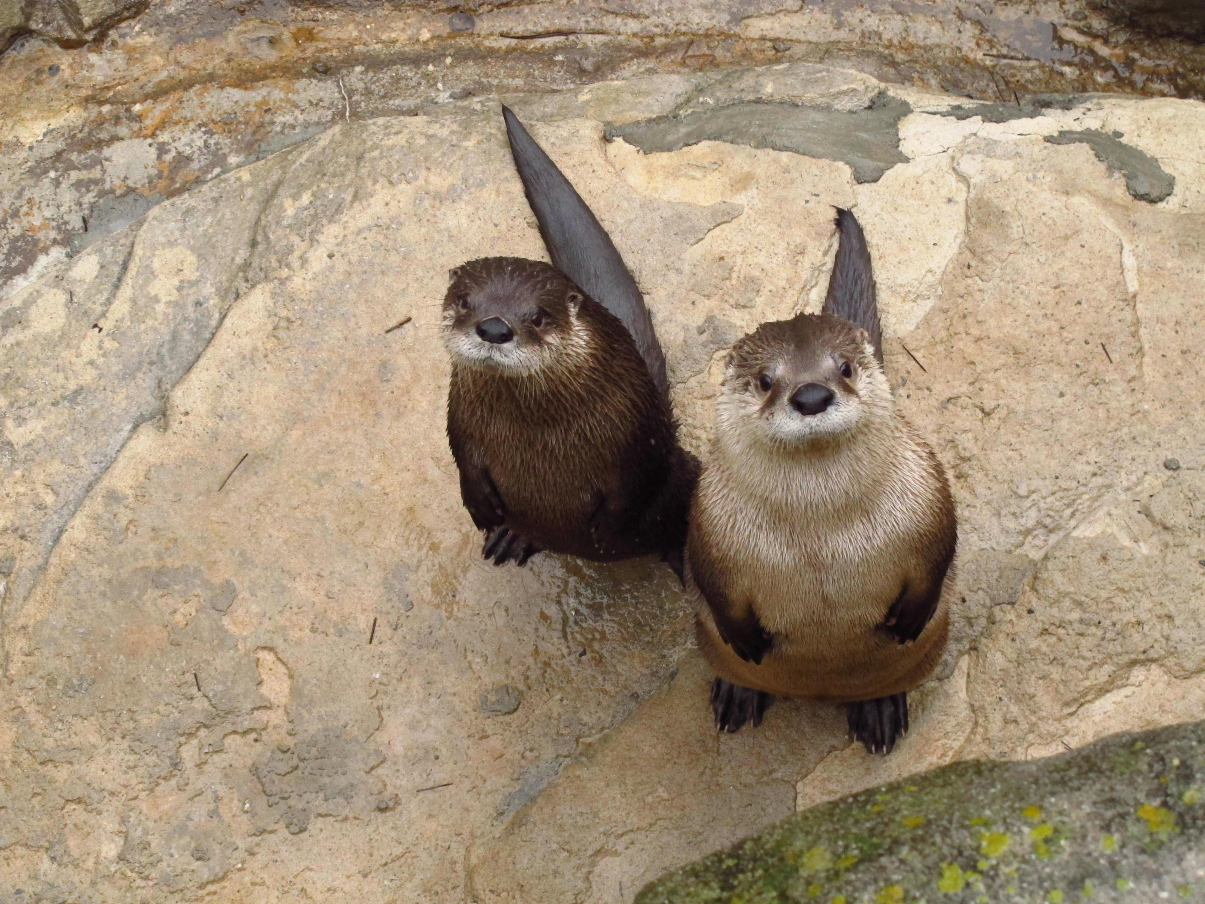 Otters in Asheville NC