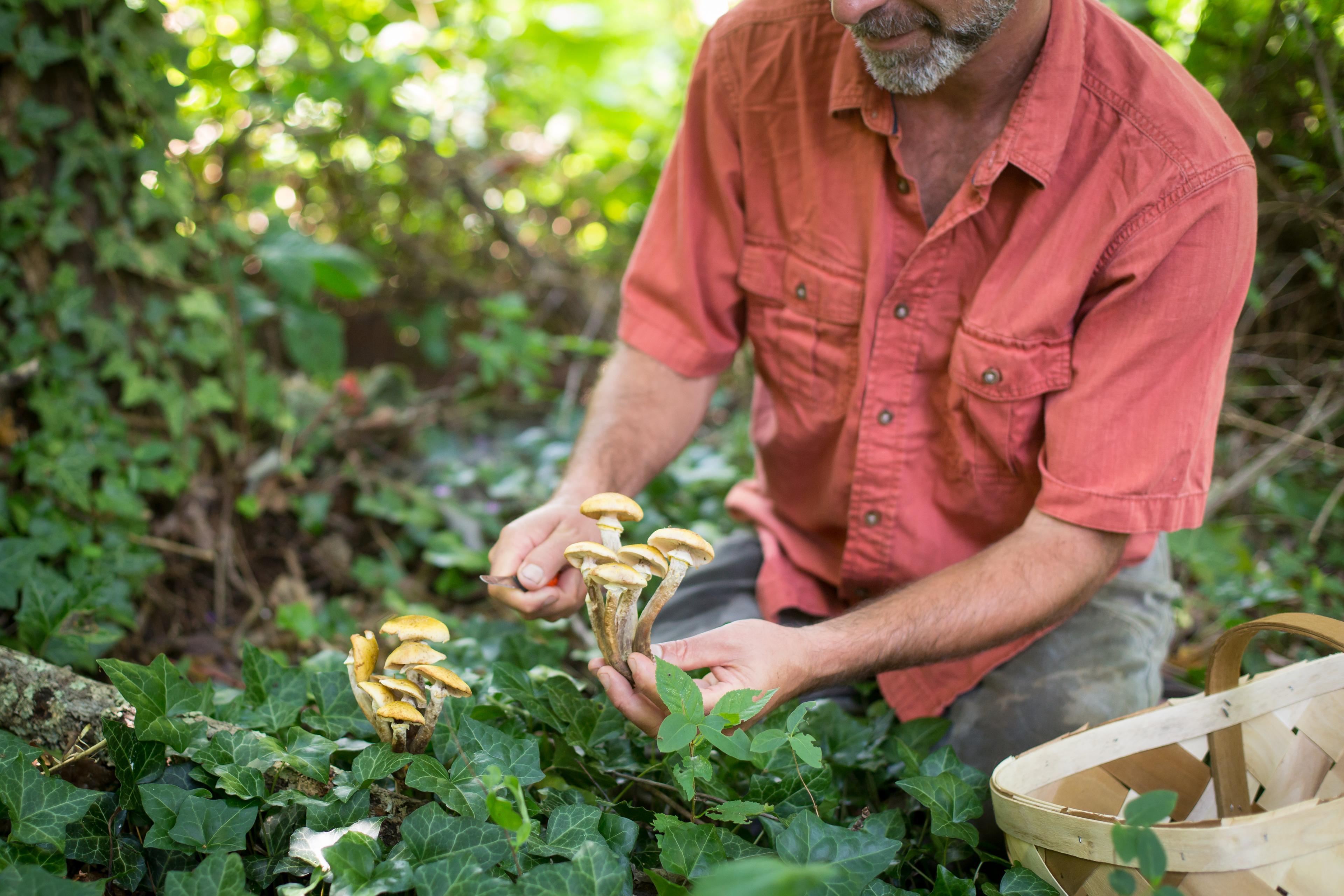 Wild Food Foraging Adventures in Asheville