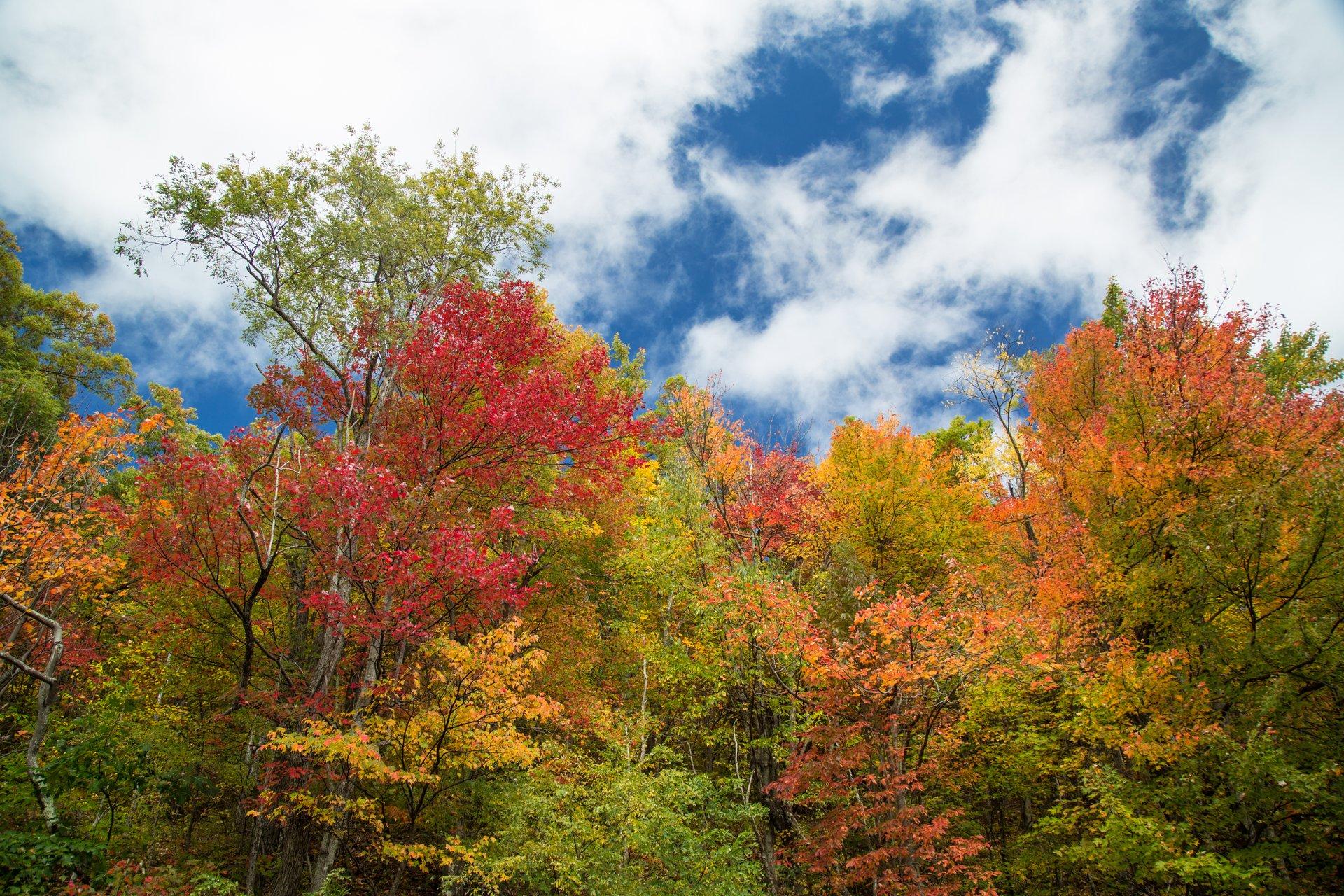 Trees in fall on the Blue Ridge Parkway / Photo: Jared Kay