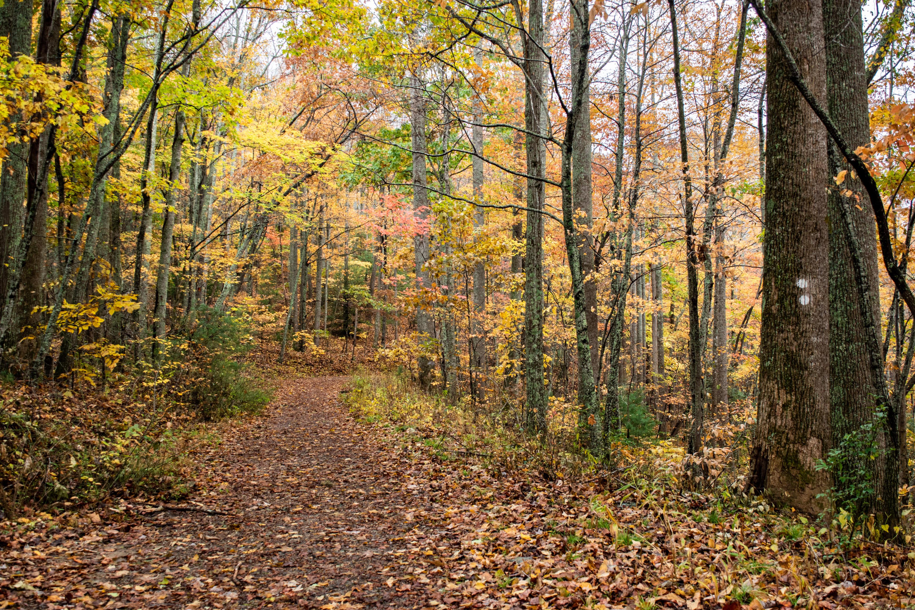 Hard Times Trail Asheville