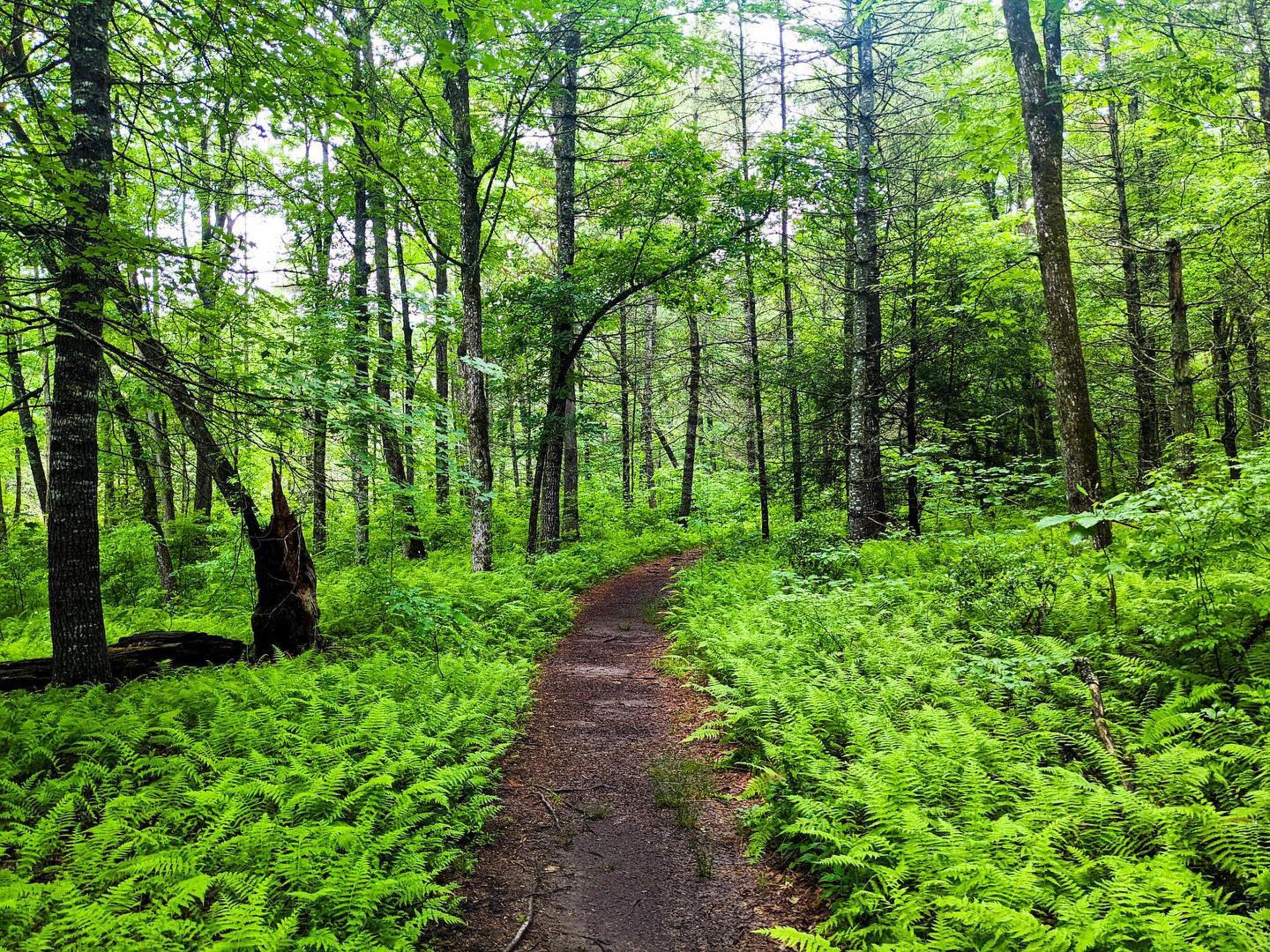 Pink Beds Hiking Trail