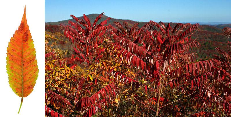 Sumac Tree