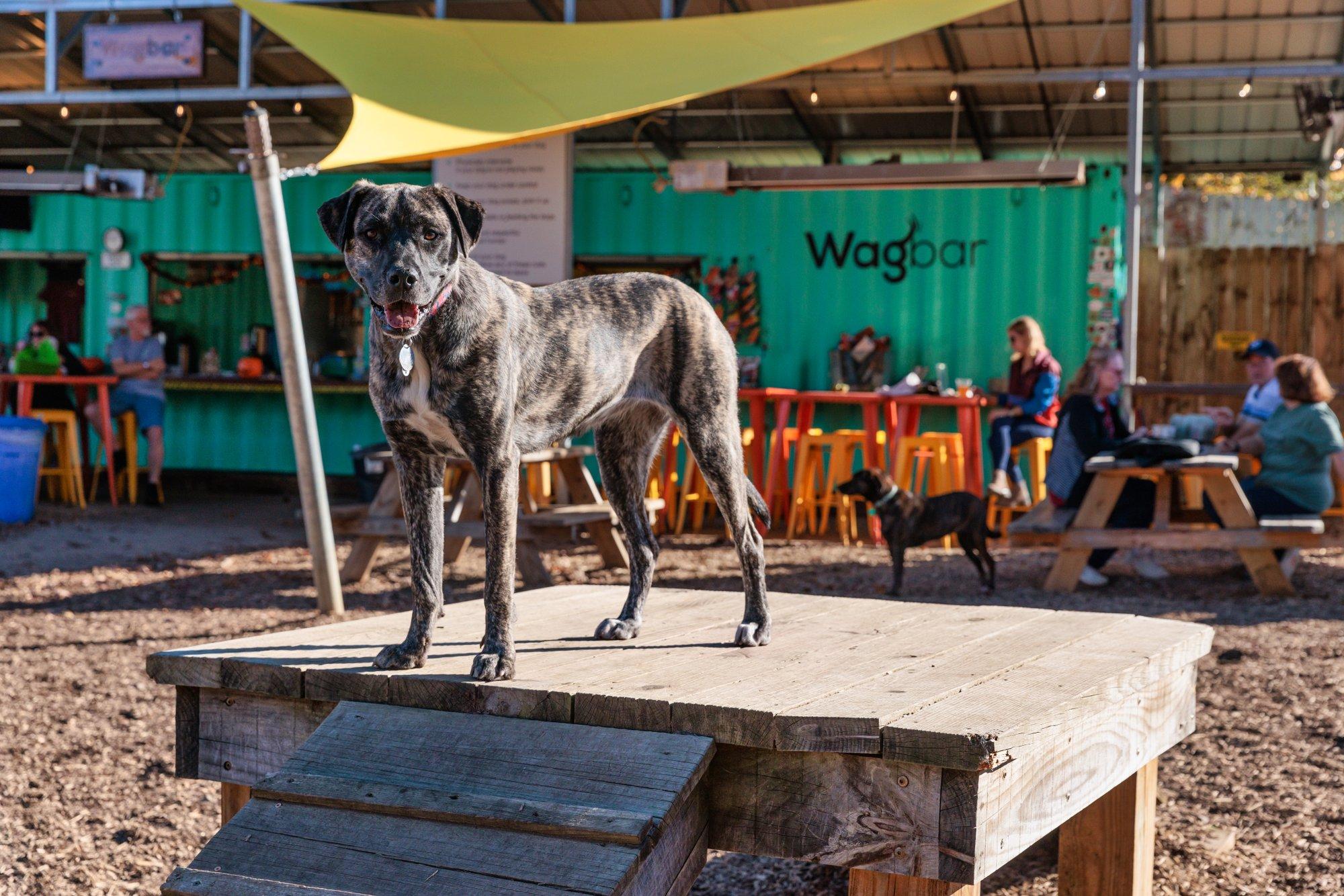 Dog at Wagbar in Asheville