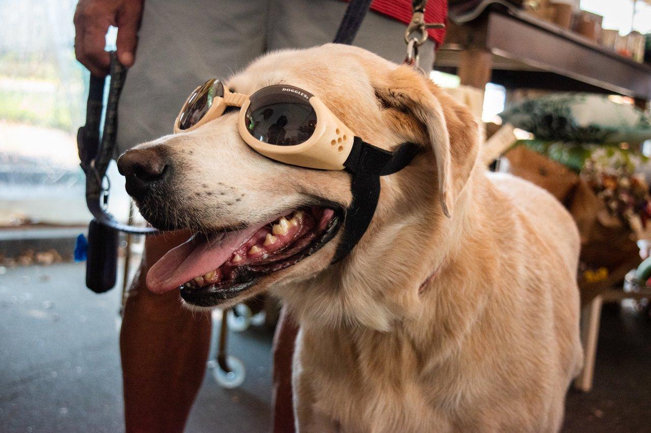 Dog in goggles in Asheville